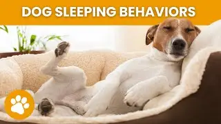 The Meaning Behind These 11 Dog Sleeping Behaviors
