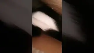 #fake #cat