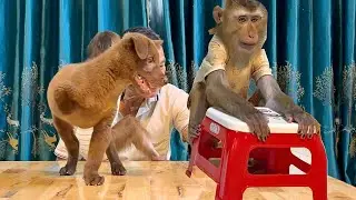 The disabled dog Cola is watching Sam boy play with the red chair