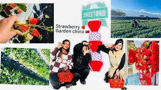 Strawberry Garden china 🇨🇳 International Students