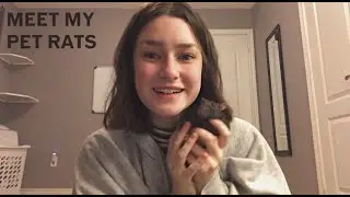 Meet my pet rats!