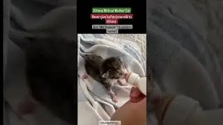 Kittens feeding | Milk replacer | Vetdrugs