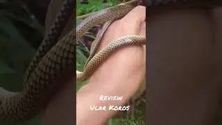 Ular Koros