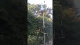 There are monkeys and goats