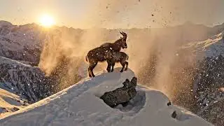 A Father&rsquo;s Courage | Markhor Fights Danger to Save Its Young 💥🩸🛻✨