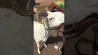 MOUTON A QUATRE CORNES
