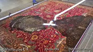 Oriental rug PetPeePee odor removal Guarantee!!!