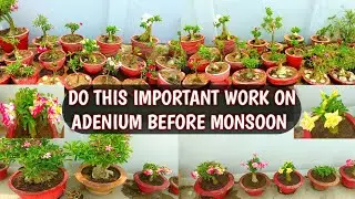 DO THIS ON ADENIUM BEFORE MONSOON 🌧️☔ | ADENIUM PRE MONSOON CARE 🌧️☔