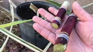 Las Vegas sugarcane!
