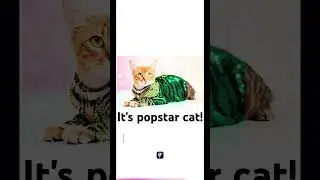 Popstar cat! Do u love it or do u love it?
