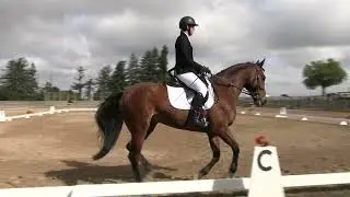Shane Meritt (Fort Arthur Buddy) - Woodside Fall International October 2025 - Dressage