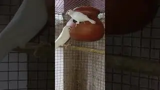 white java bird single pair breeding