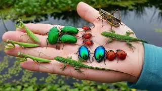 Catching insects in the countryside, I got lizard, Jewel beetle, Praying Mantis, Ladybug, Stinkbug,