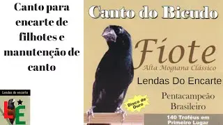 Canto do bicudo fiote para encarte de filhotes e manutenção de canto