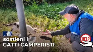 Dona in aiuto dei “Gatti Camperisti” 🚐: gatte gravide e cuccioli hanno bisogno di cure e cibo 🙏🐈