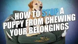 Как отучить щенка жевать ваши вещи