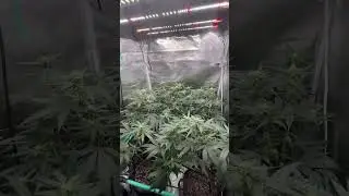 Hella Jelly in a 3x3 Day 20F