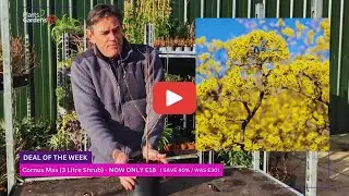 Cornus Mas &ndash; Bright Yellow Winter Flowers | Save 40% on This Hardy Garden Favourite