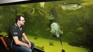 Inhalt von 500 Badewannen: Riesiges privates Aquarium in Niestetal