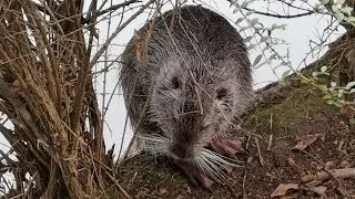 Беззаботная жизнь Нутрии. В мире животных./The carefree life of Nutria. In fauna.