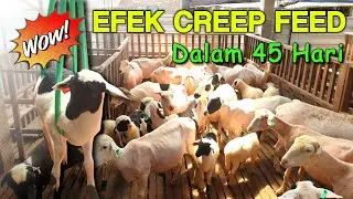 Timbang bobot cempe umur 45 hari , lumayaaaannn....
