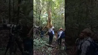 Tangkoko Birding Tours by Sultan Birding