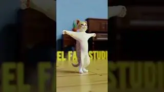 cute cat dance ✨, #shorts #viral #shortsfeed #cat #catdance #love