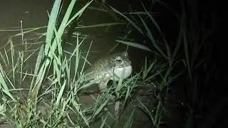 Bufotes viridis - territorial call