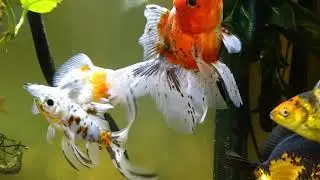 Overstock 133 gallon goldfish Aquarium. 21 fish