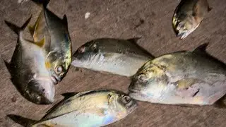 NEW epoxy jigs from GFin .. 30 g catching trevally fishing non stop .. jigging