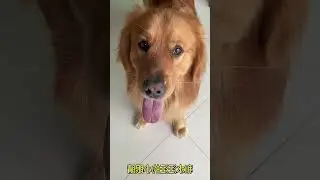 Experience the Joy of Being a Dog Parent with Zhuang Zhuang's Daily Life #DogLove...
