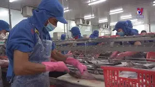 Six more Vietnamese firms eligible to export tra fish to US