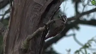 Moment of the Week: Bearded Woodpecker Pecking Wood!