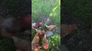 Eco friendly weed killer #chickens #ecofriendly #organic #farming #roundup
