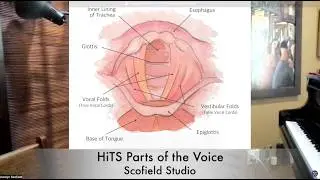 Scofield Studio: HiTS Parts of the Voice