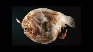 True Facts About The Angler Fish reaction