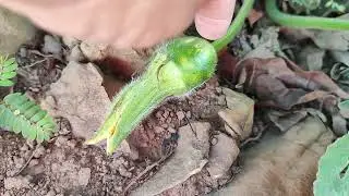Mostrando os p&eacute;s de milho de feij&atilde;o de jerimum