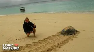 Rescuing Baby Turtles From Rising Tides | Saving Paradise Island
