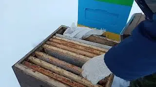 04.01.2026. Сколько мёда нужно семье пчёл для зимовки? 