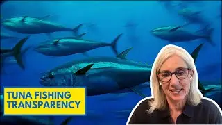 Tuna Sustainability and The Work of the International Seafood Sustainability Foundation