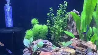 Aquascape Tutorial: Upgrade from black sand to Aqua soil