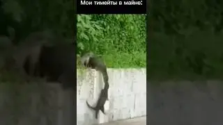 Моя тима в майне #minecraft #майнкрафт #врек #тренды #тима #teamers