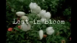 Sweet bloom in lonely rainy dream.【Dreamcore/Bloomcore】