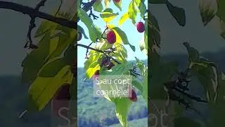#live S-au copt coarnele