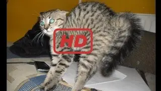 Best funny videos 2017 |  Scared Cats Jumping The Best Funny Cats Jumping Videos Compilation - Laug
