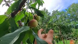 Harvesting Peaches & Hey Mrs Brits Bonus Tips