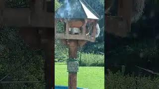 Big chunky squirrel trying to eat some suet