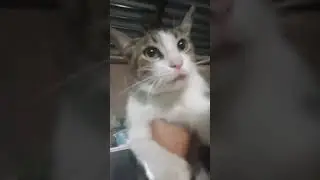 Yo Diciendo MI NINOOOO Con La Voz De CuadroTrox - Mailo Y Bempi EP.4 TP.4