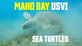 Maho Bay Virgin Islands Swim with Sea Turtles St. John USVI