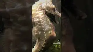 How to tell if a female seahorse has eggs!